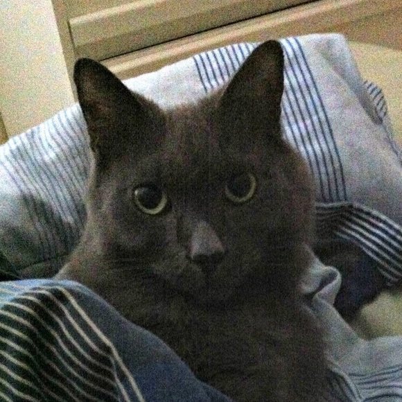 Meet your Posher, Tiger - Picture 1 of 1